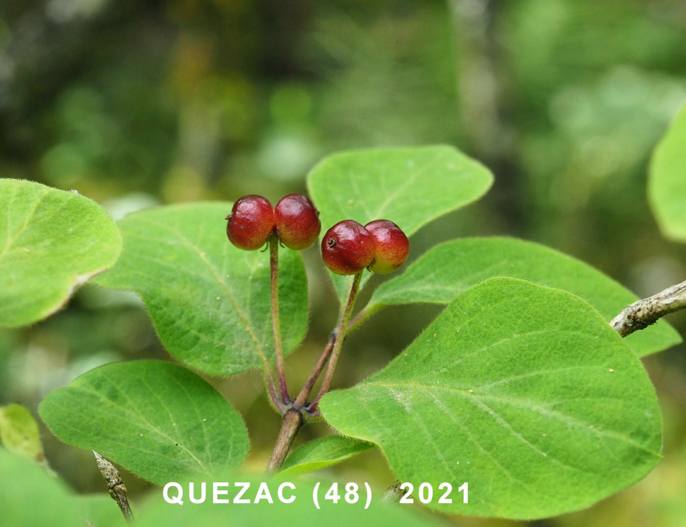 Honeysuckle, Fly fruit